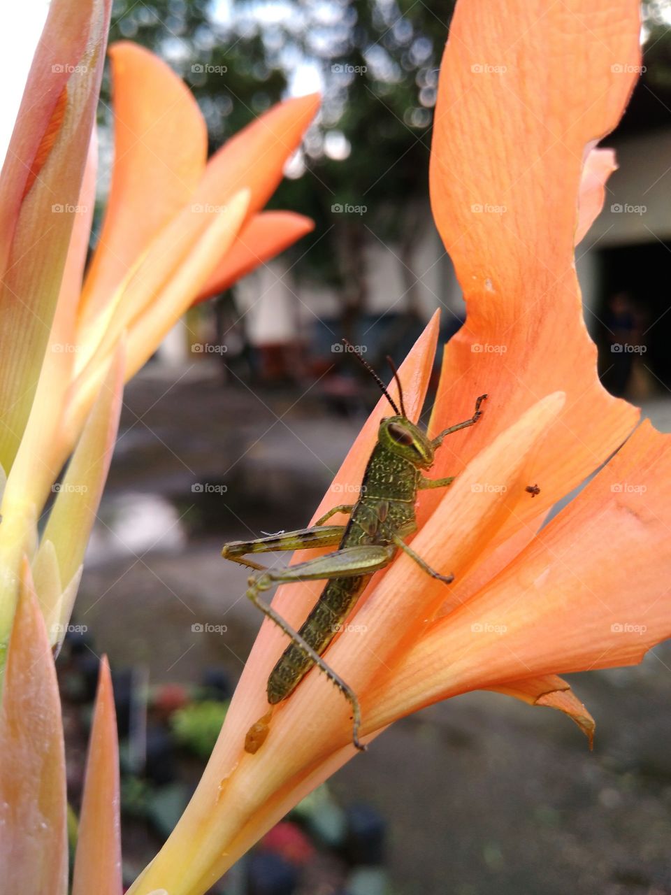Grasshoppers and orange flowers by Geyol Sisalak