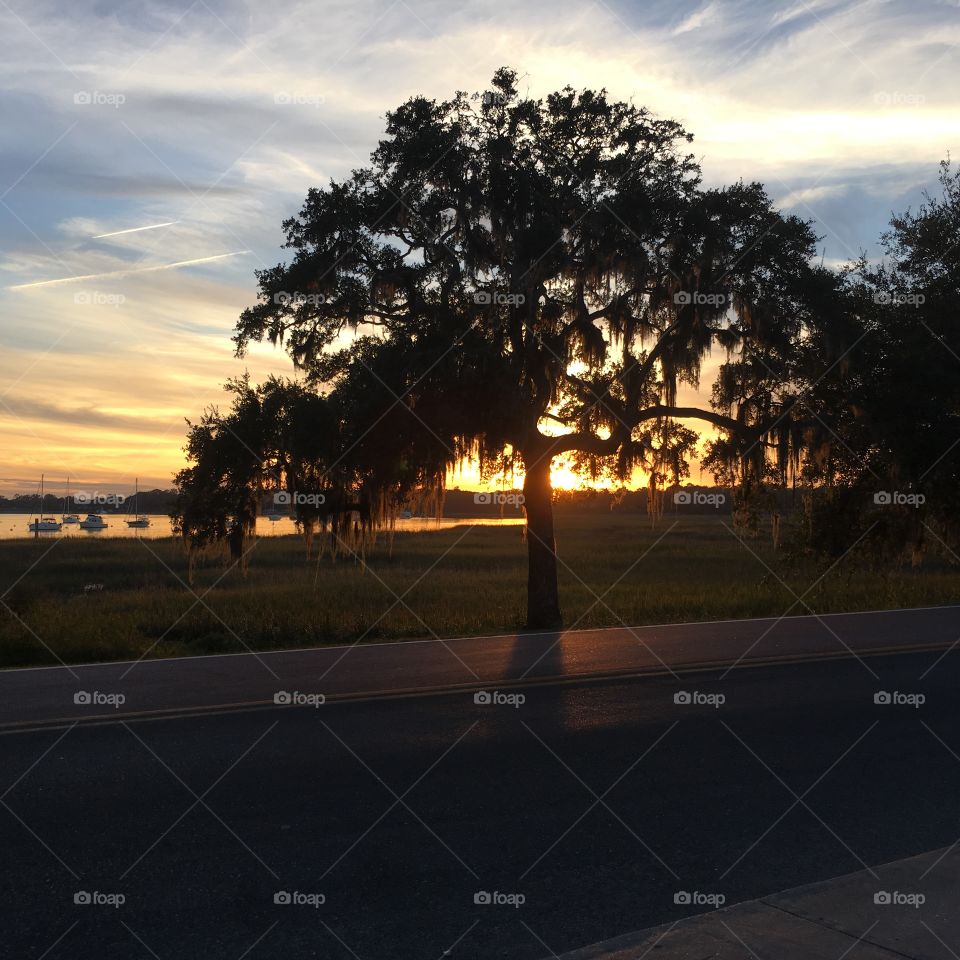 Beaufort Oak Tree Sunset