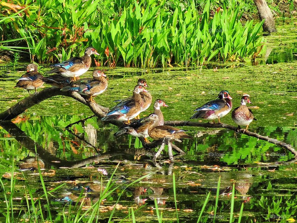 Wood ducks Boucherville Québec 