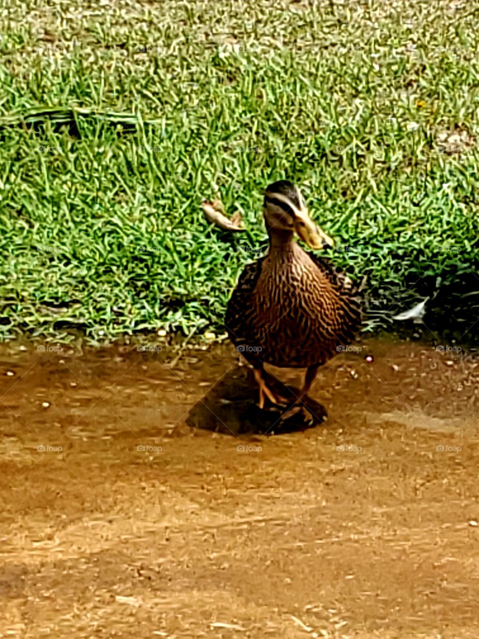 My mallard very curious about what I am doing outside in garden
