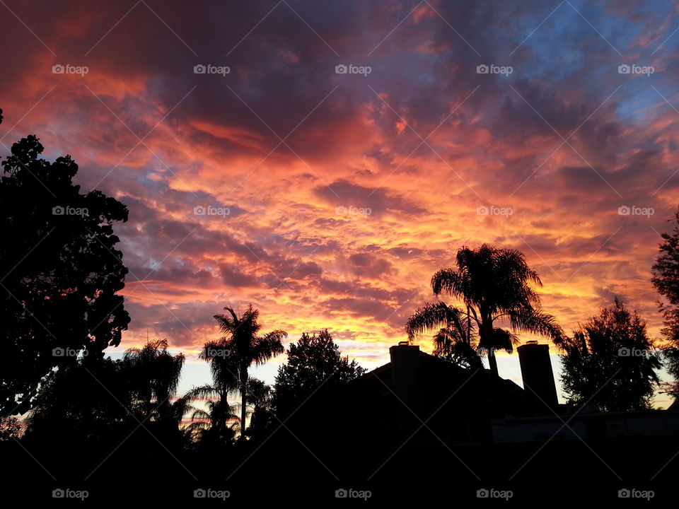 sunset over houses and palms. palmtrees and houses blacked out during sunset
