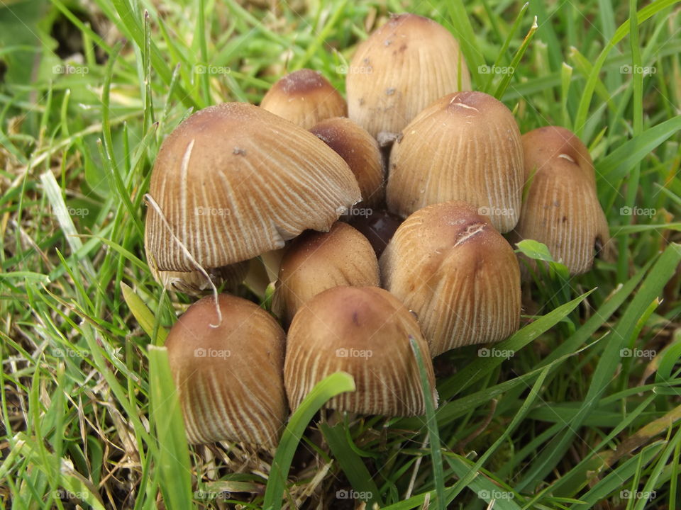 Field Mushrooms