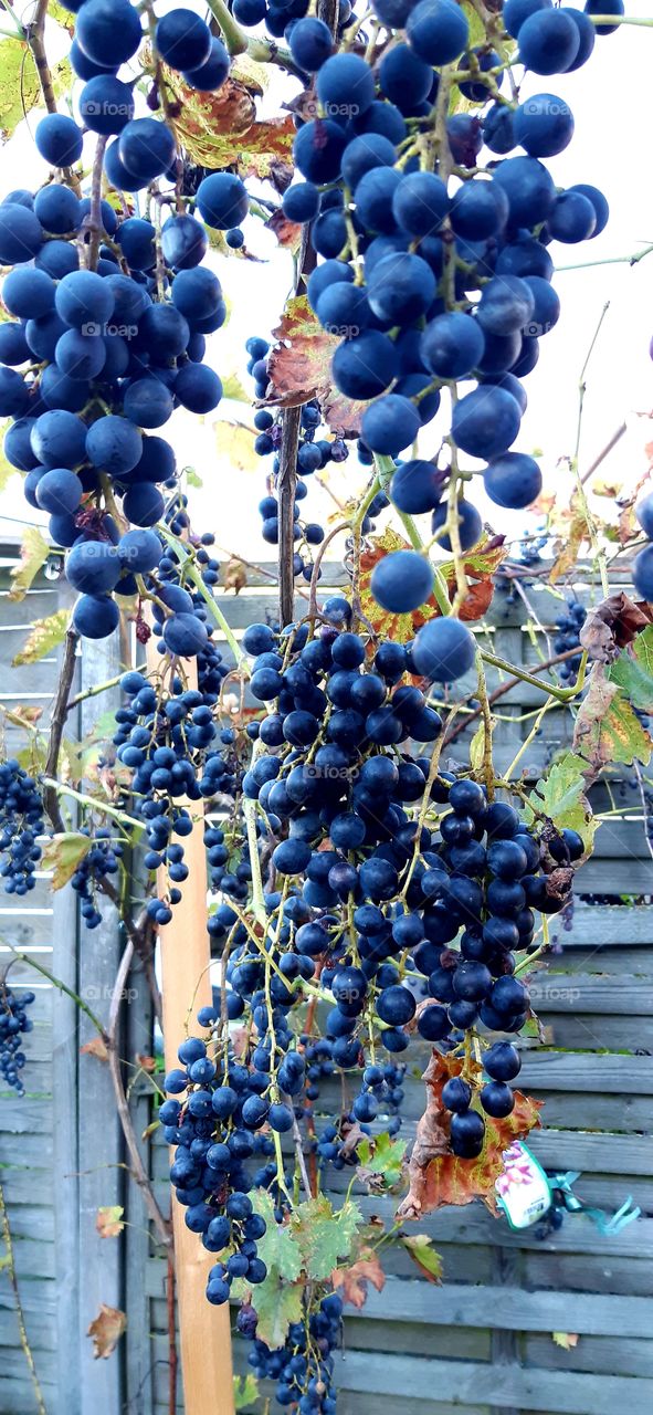 Grapes on the vine