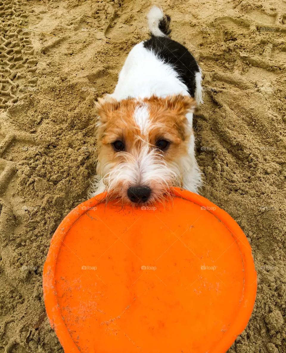 Cute dog