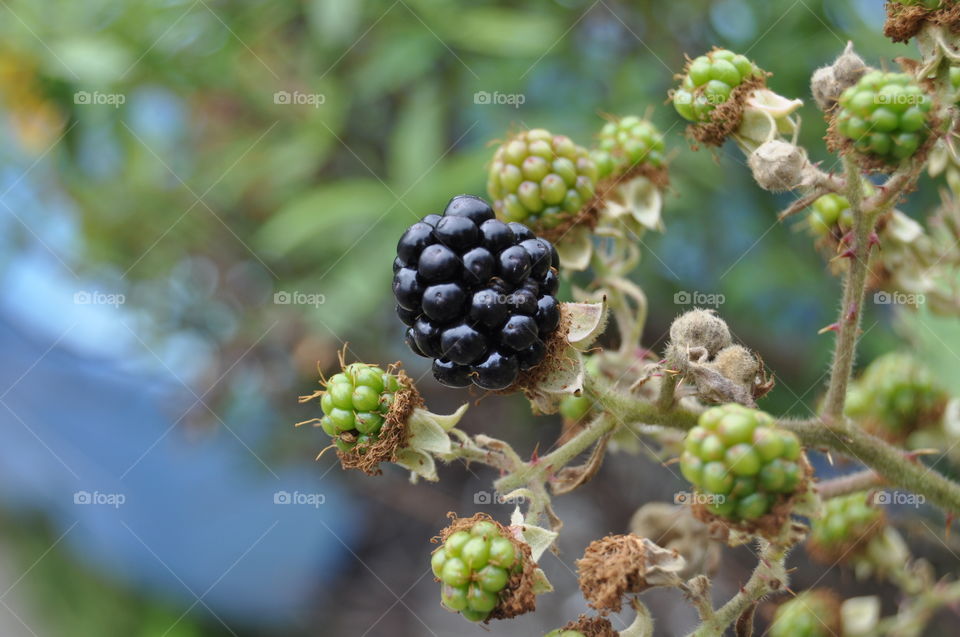 Close-up of berries growing on plant