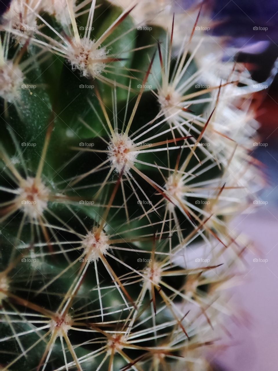 Cactus