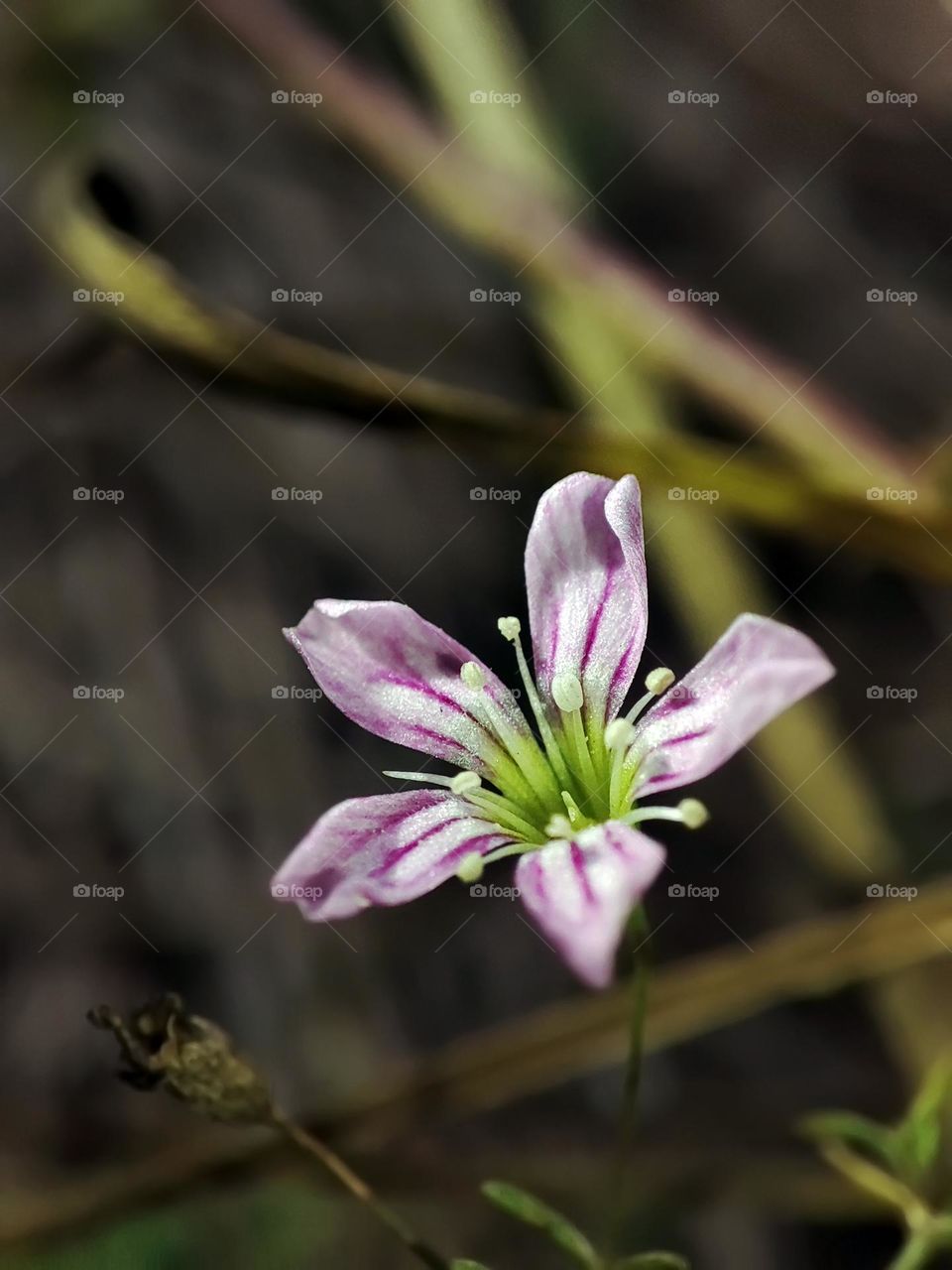 Macro photo of a flower growing in the forest