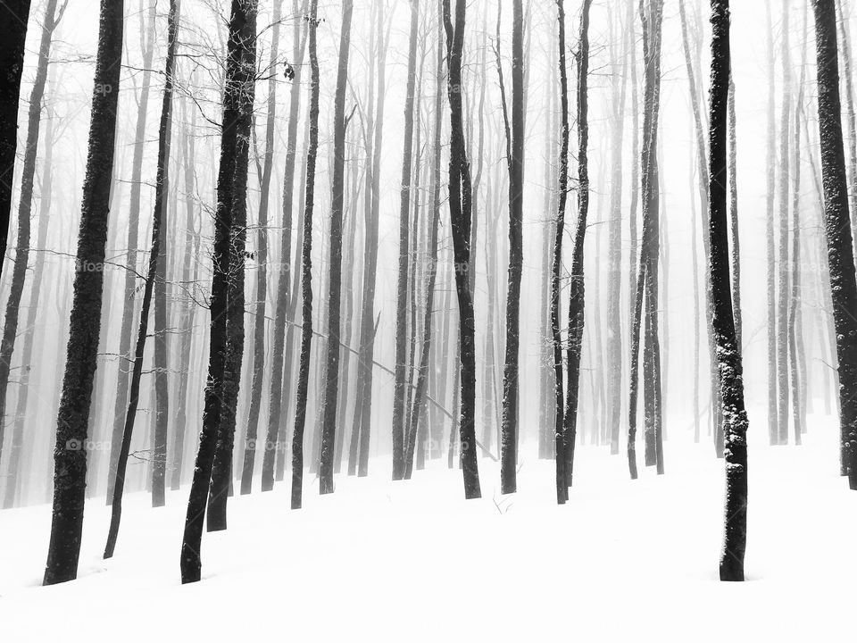 Minimalistic forest in winter