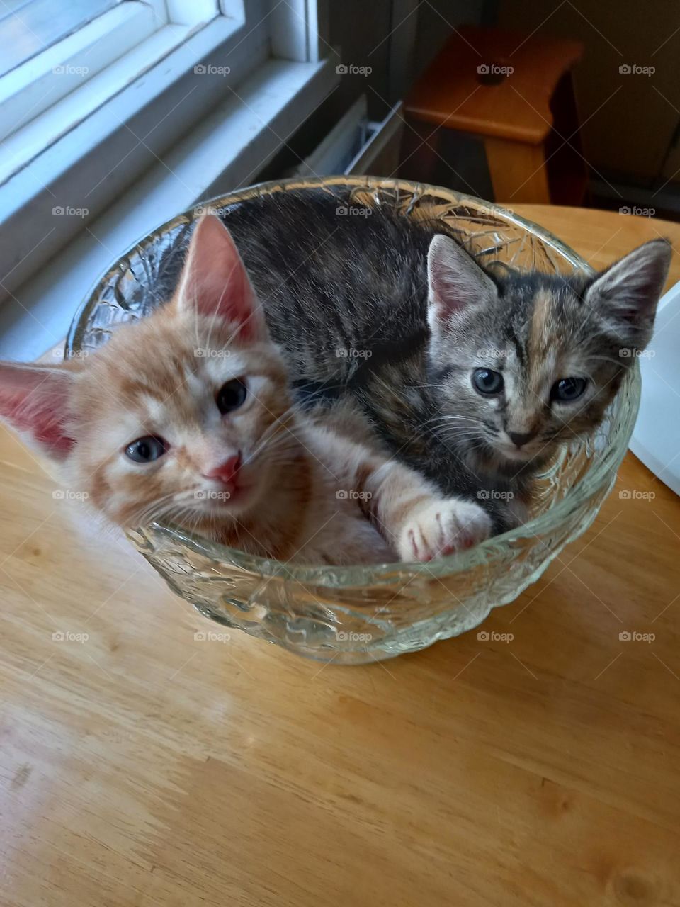 kittens in a fruit bowl