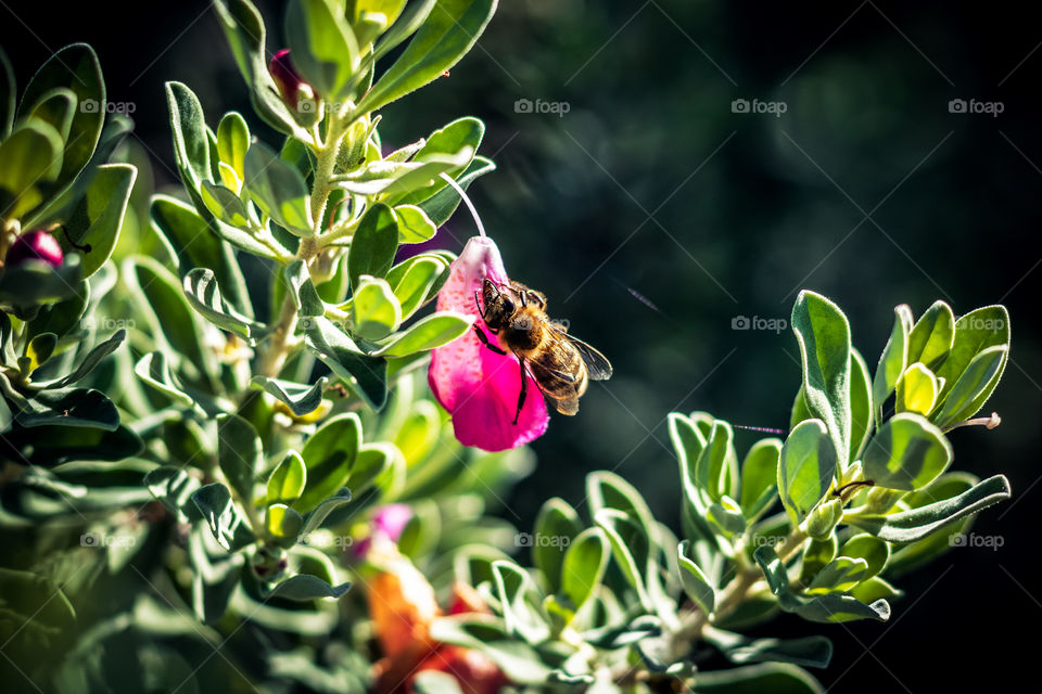 Bee on a Flower