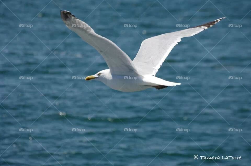 Seagull