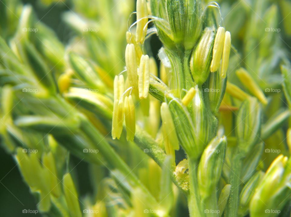 Close up of male maize flower