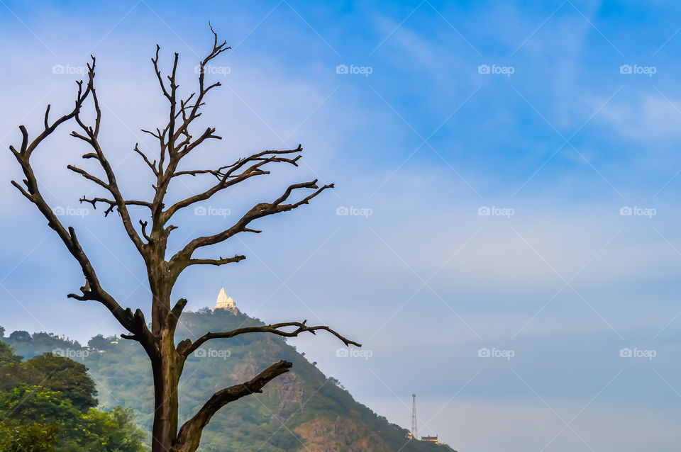 Winter landscape The branch of trees on the blue sky Angle view from below of tree branches covered in against white clouds in a blue sky during the winter season. nature with background concept