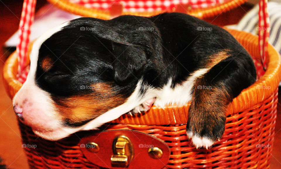 Basket pup