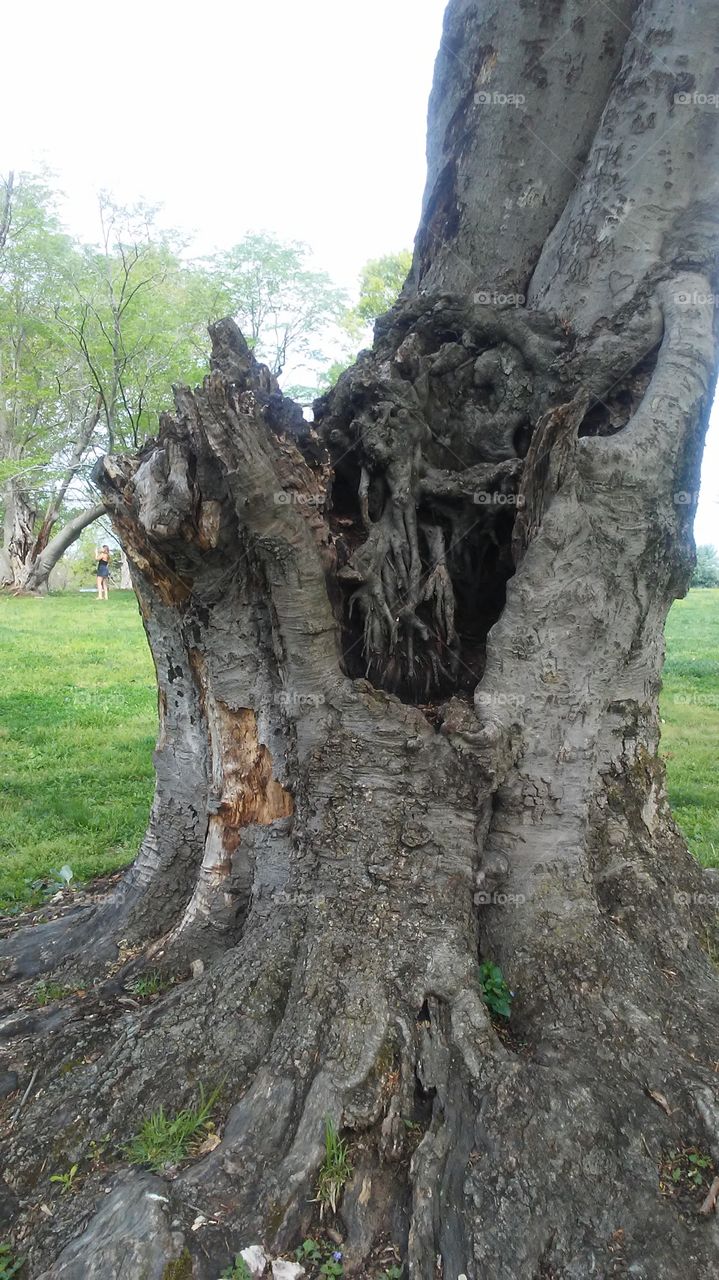 hollow heart tree