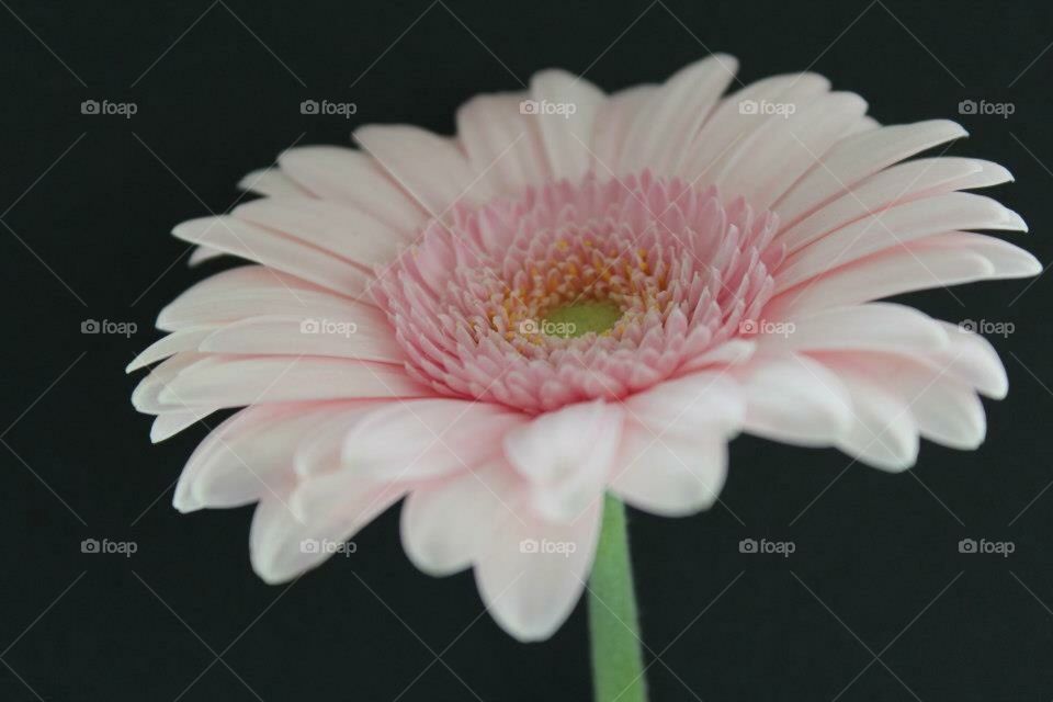 Pink gerbera 
