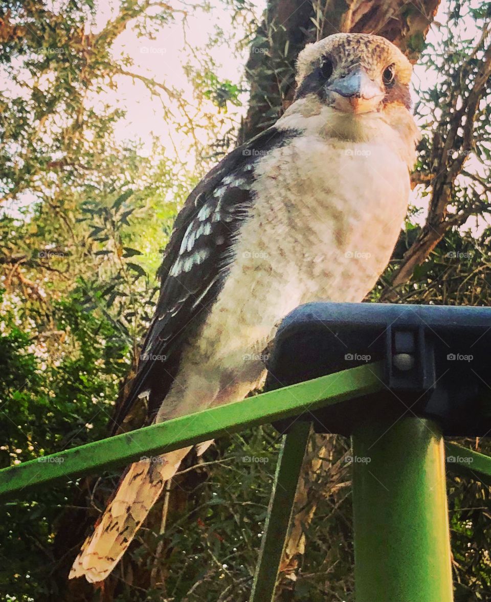 Kookaburra on the wash line