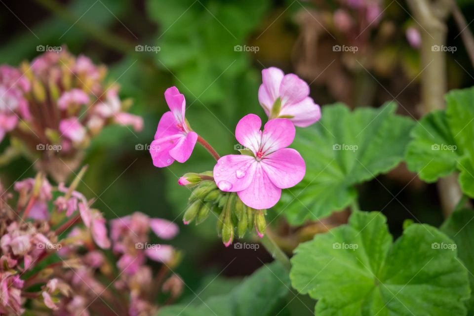 Three pink flowers 