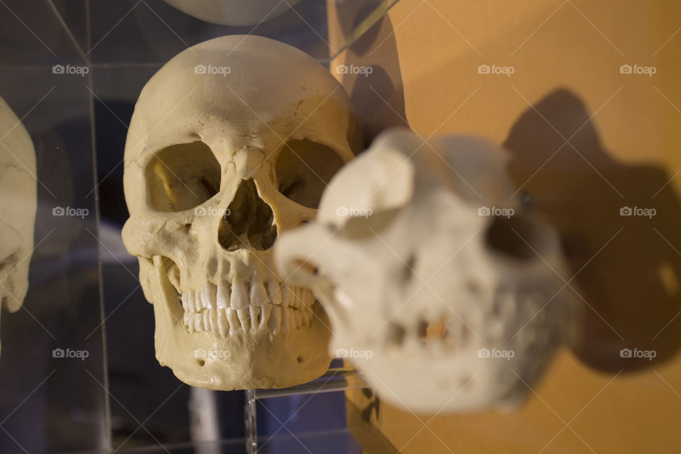 Human skull with dog skull. Human skull behind dog skull taken at the Museum of Man Balboa Park