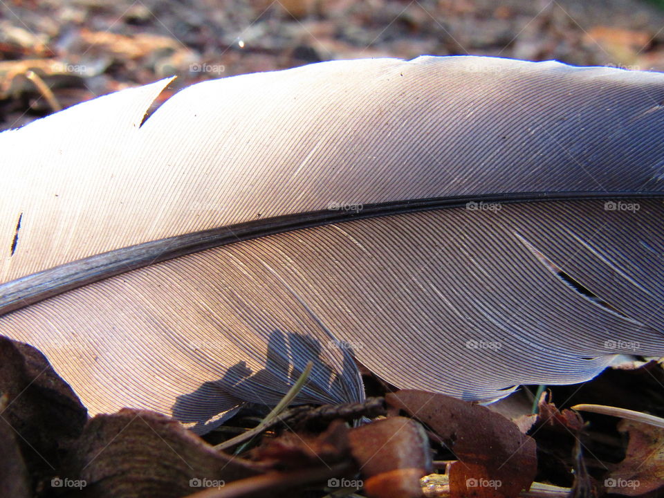 feather