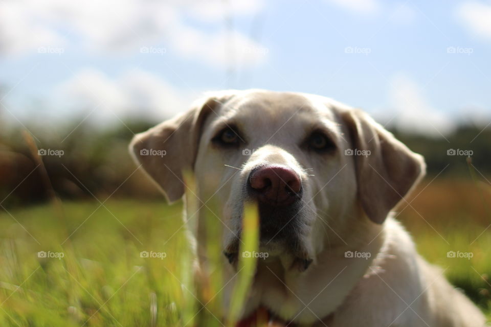 Dog, Grass, Cute, Canine, Pet