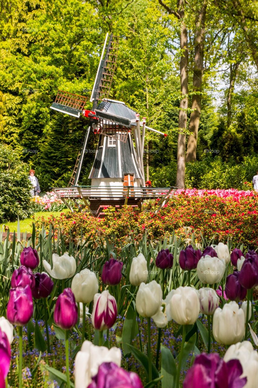 Colors of spring in a Dutch garden 