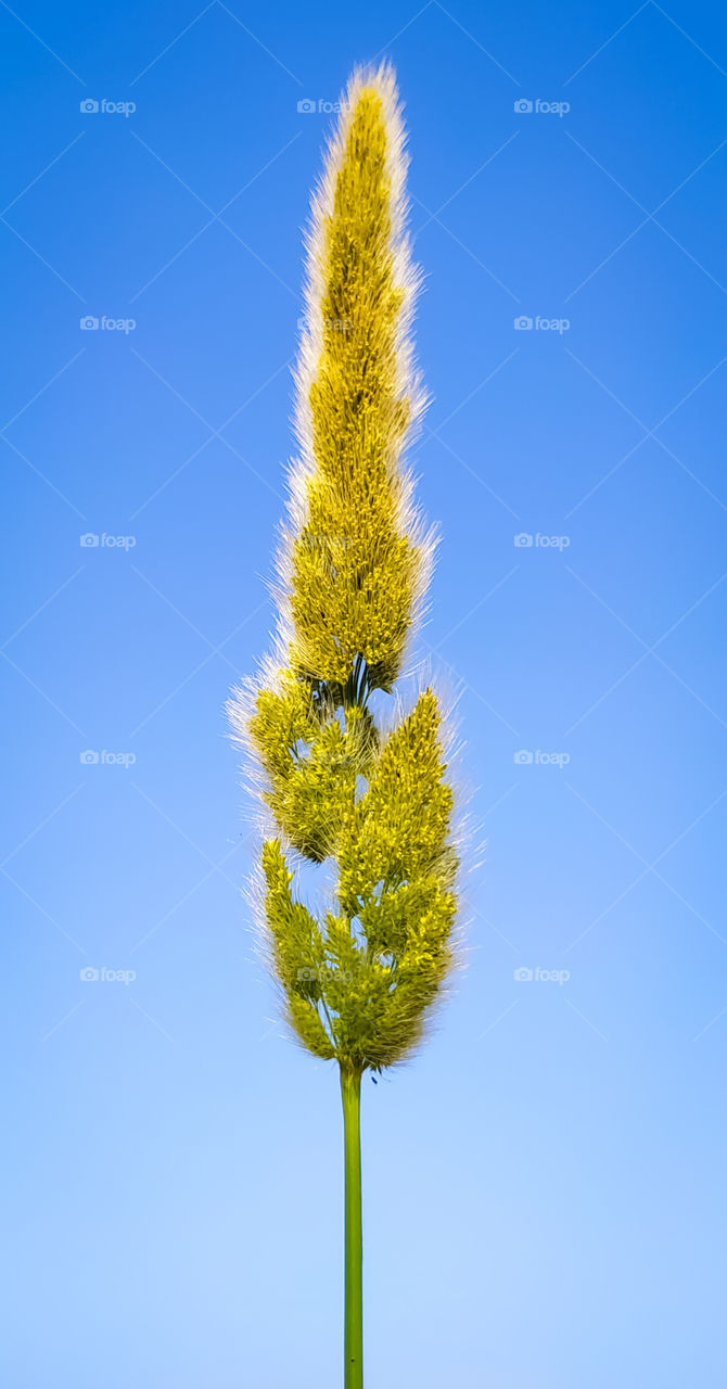 Beautiful annual beard grass on the blue background