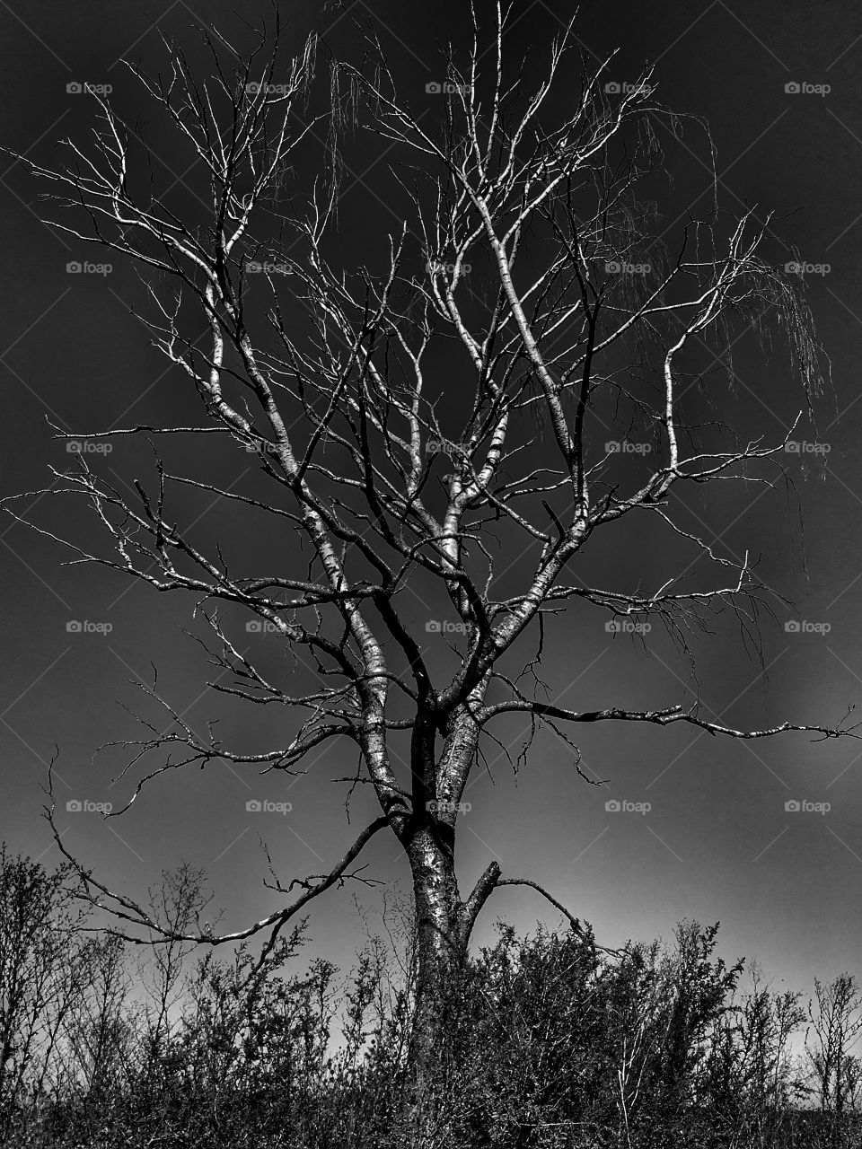 Abgestorbener Baum Schwarz-weiß 