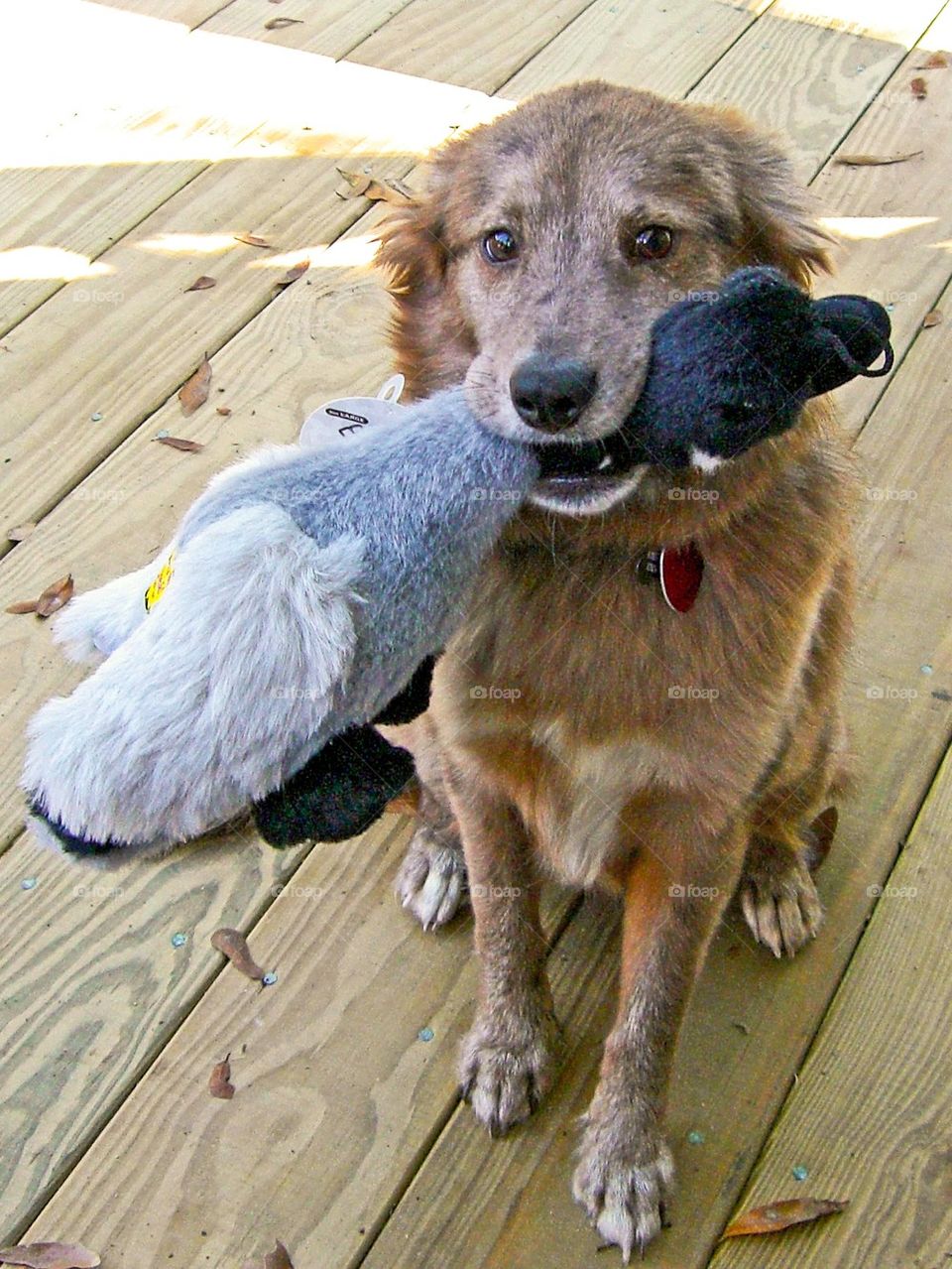 Pup and her toy