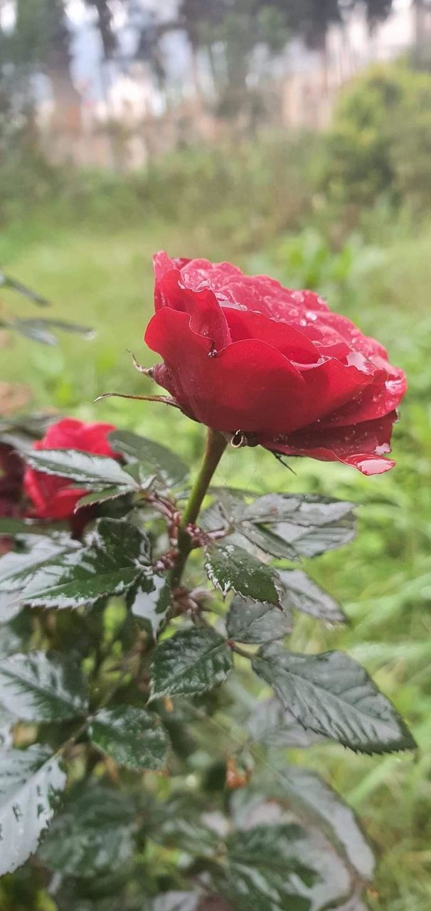 Pretty Rose