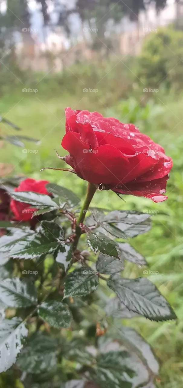 Pretty Rose