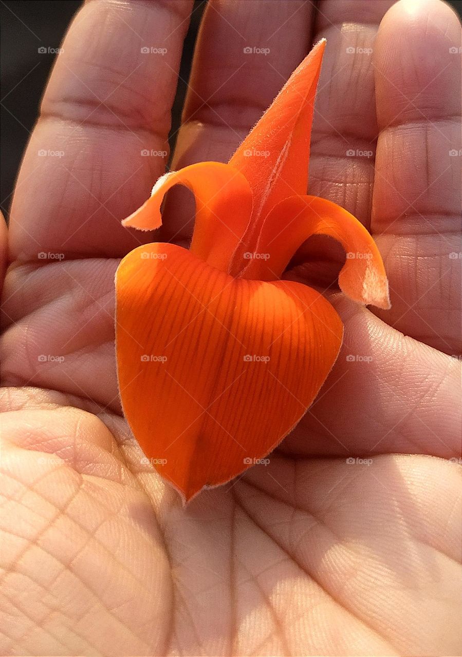 My love for Palash flowers