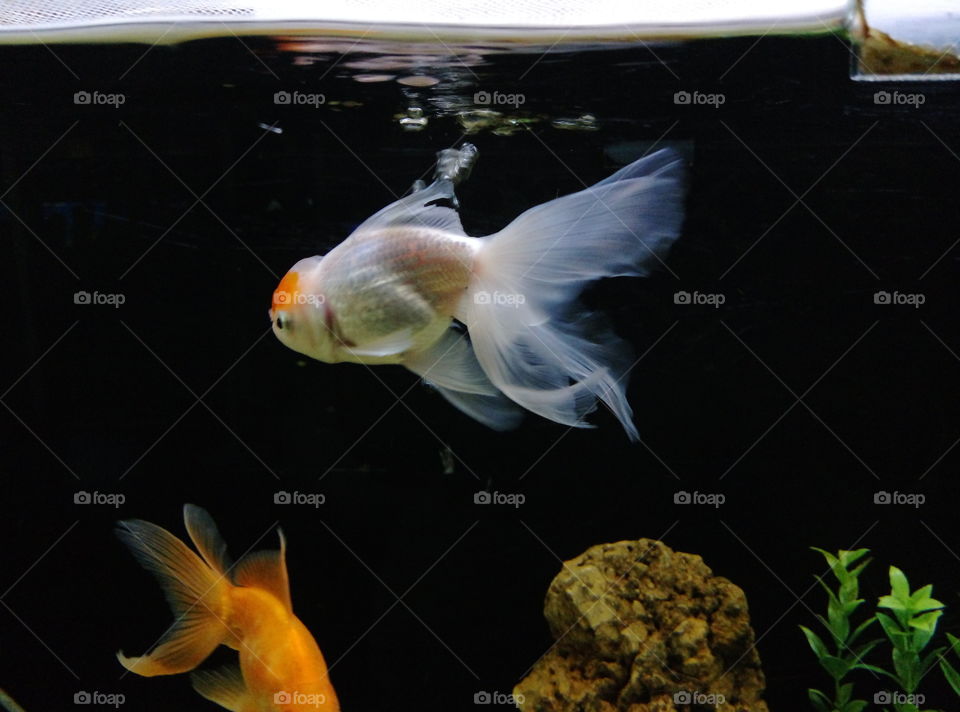 fish 
fish tank
aquatic life
aquatic animal