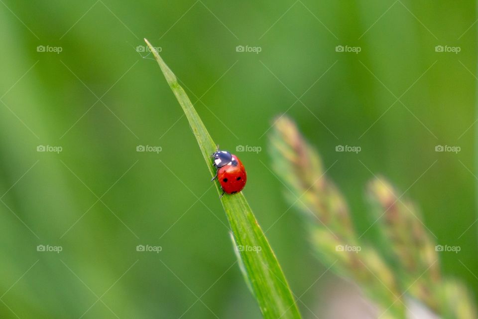 red ladybug on the grass