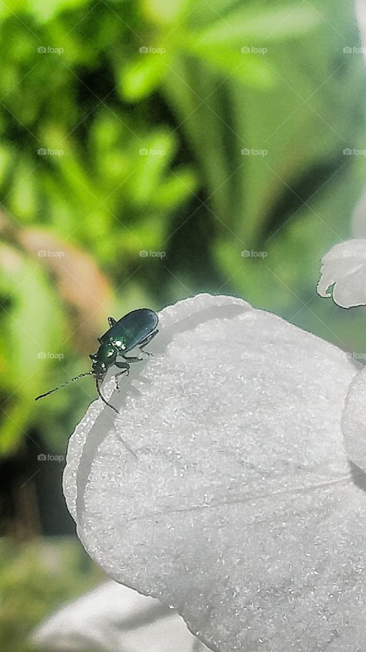 Just strolling around