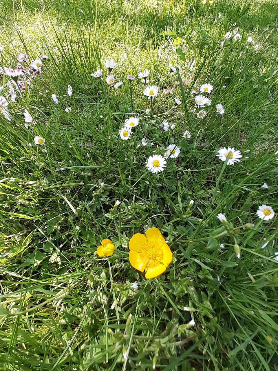 daisies Gänseblümchen