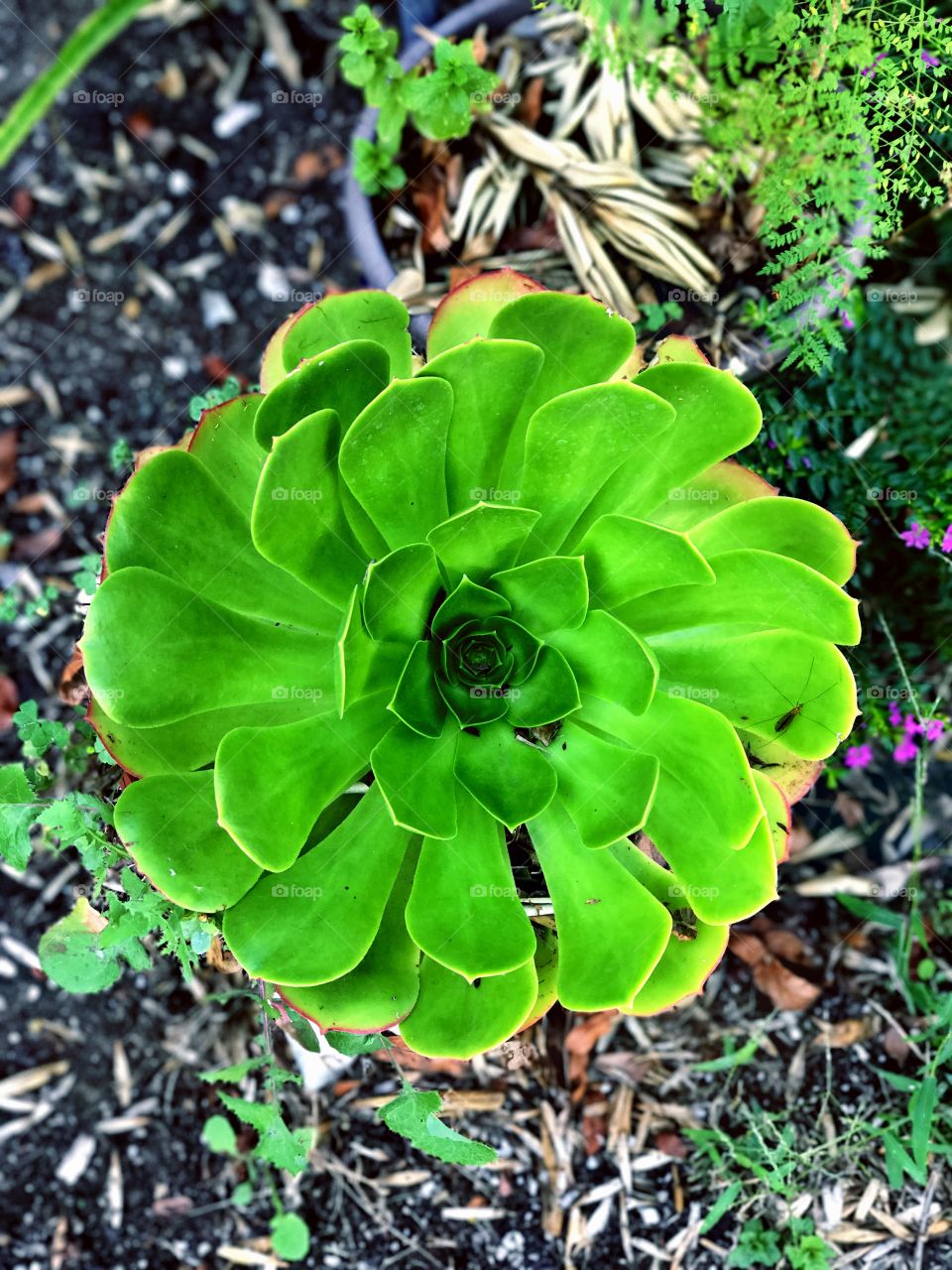 iPhone 7 Plus Depth Effect 10/31/16 #iPhone7 #iphone7plus #deptheffect #depth #boca #LA #CA #USA #LOSANGELES #BEVERLYHILLS