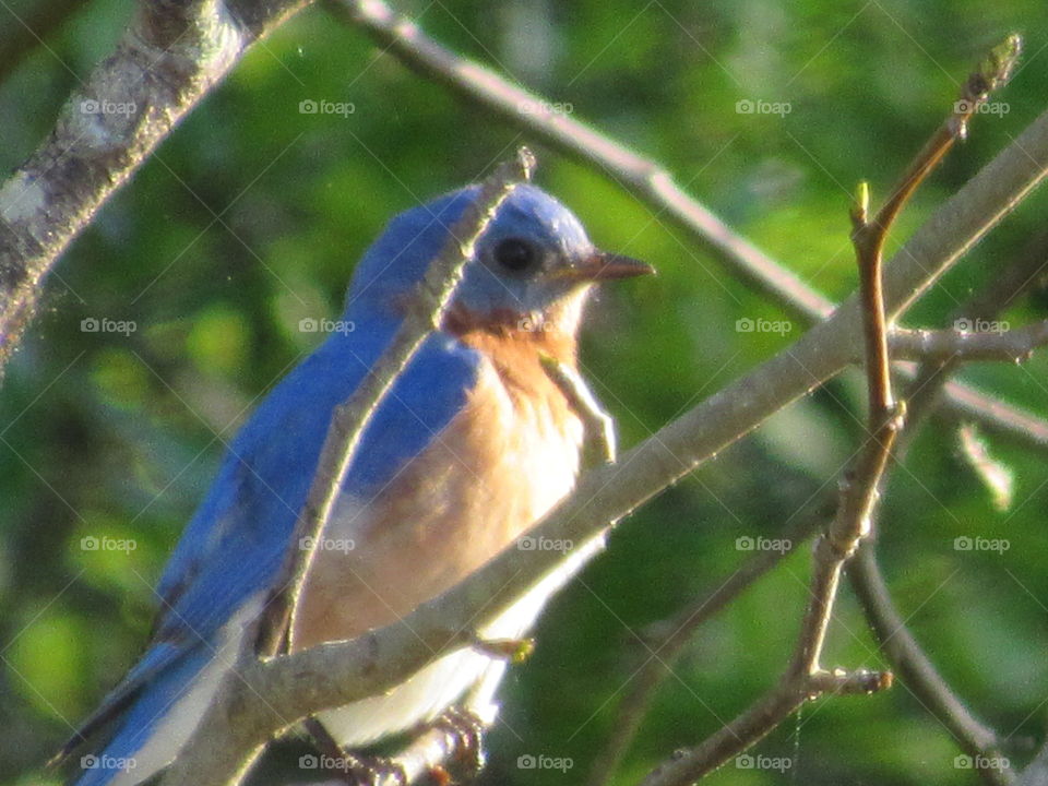 Bluebird