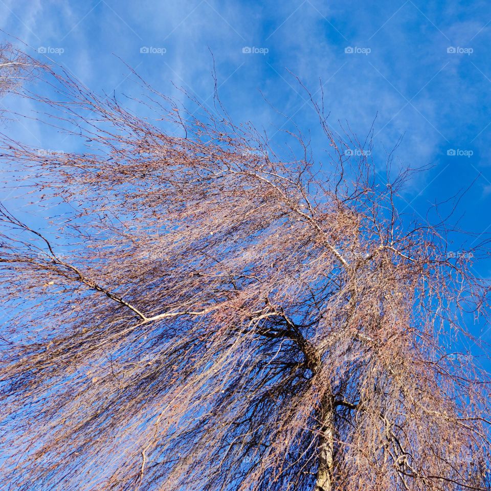A willow under the blue sky