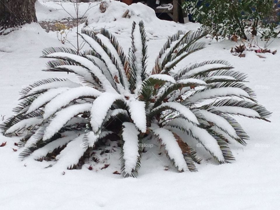Snowy Sega Palm