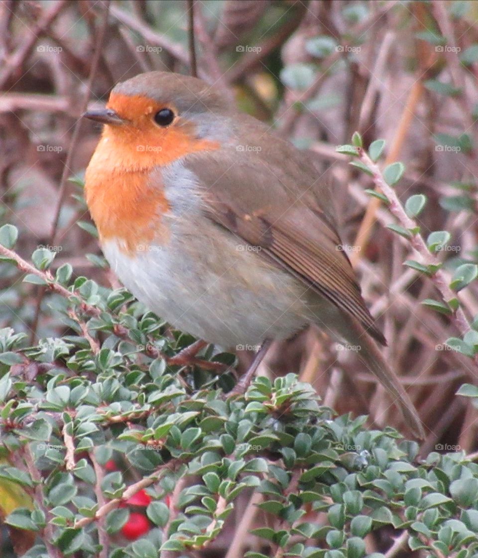 A robin perched on a hedge