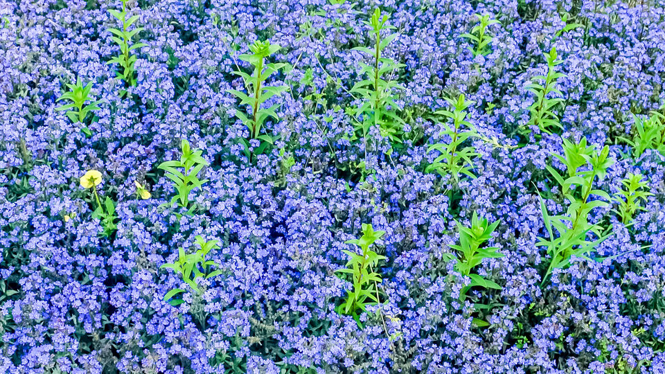 Green plants leaves are growing out of Stemless Gentian flowerbed also called Love in the Mist. Christmas background design element.