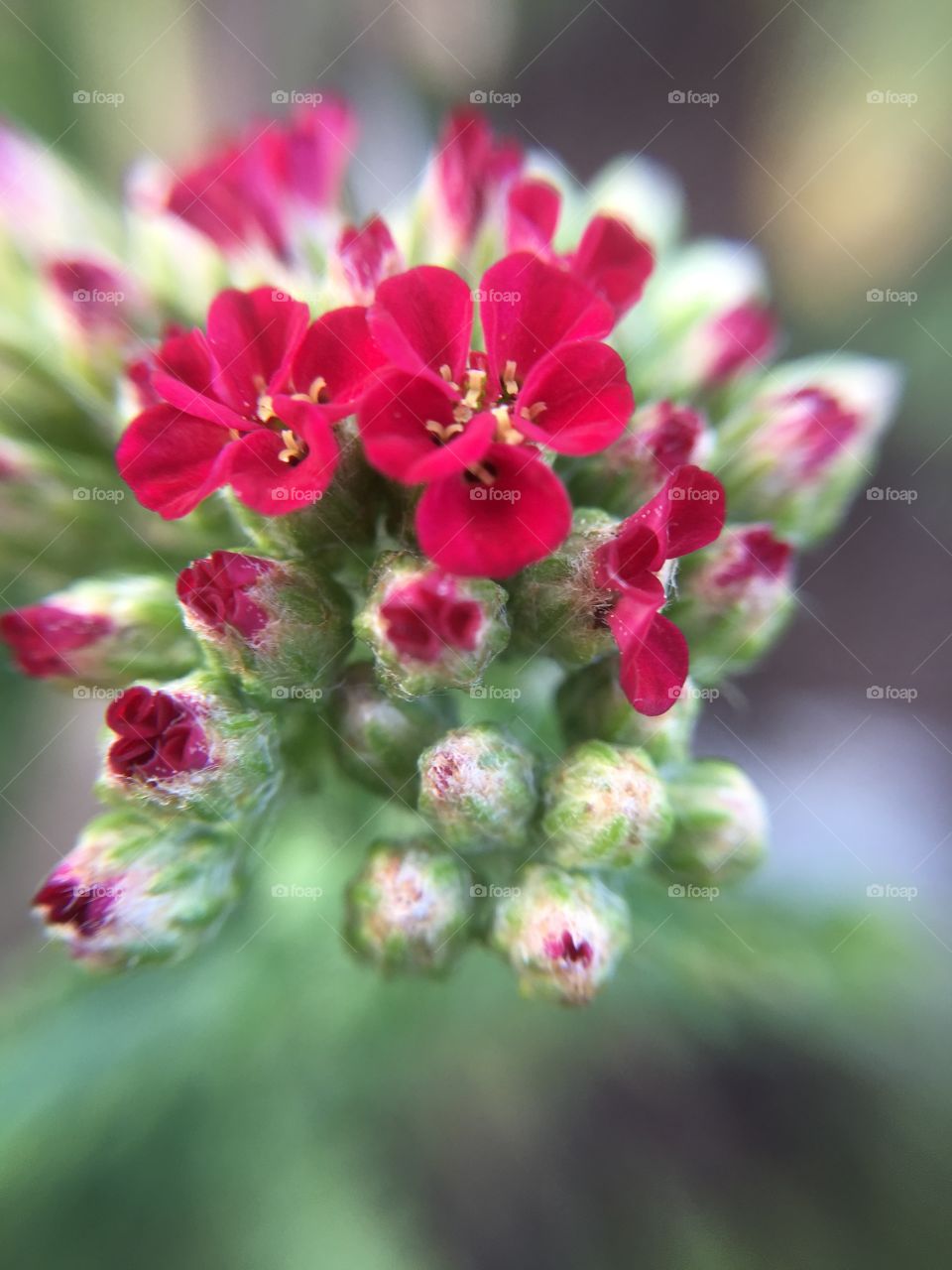 Red tiny flowers