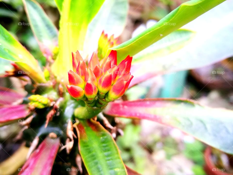 Elevated view of flower bud