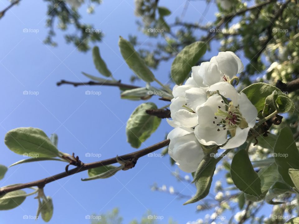 Flowers of spring 