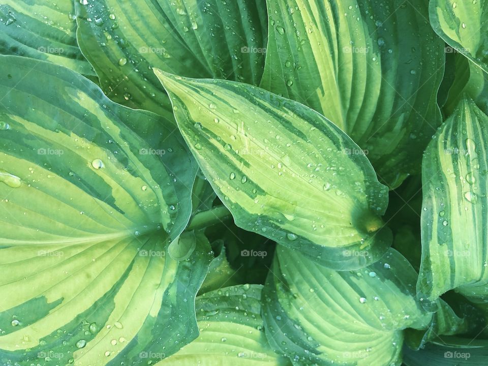 Green leaves