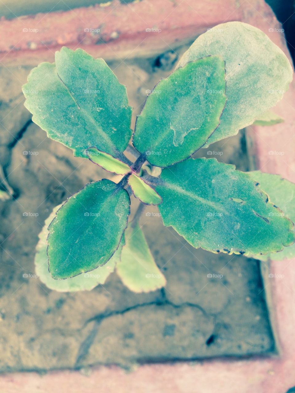 Little green plant with leafs .. st