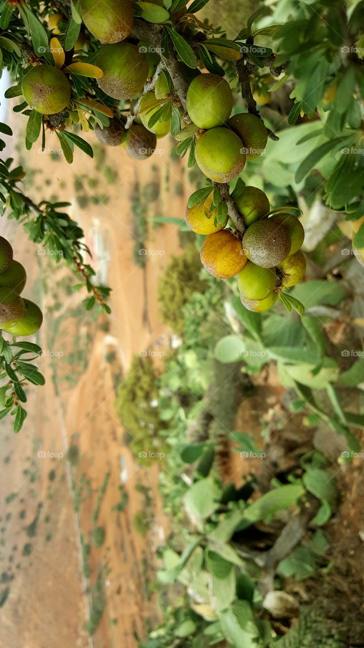 ARGAN grain tree nature