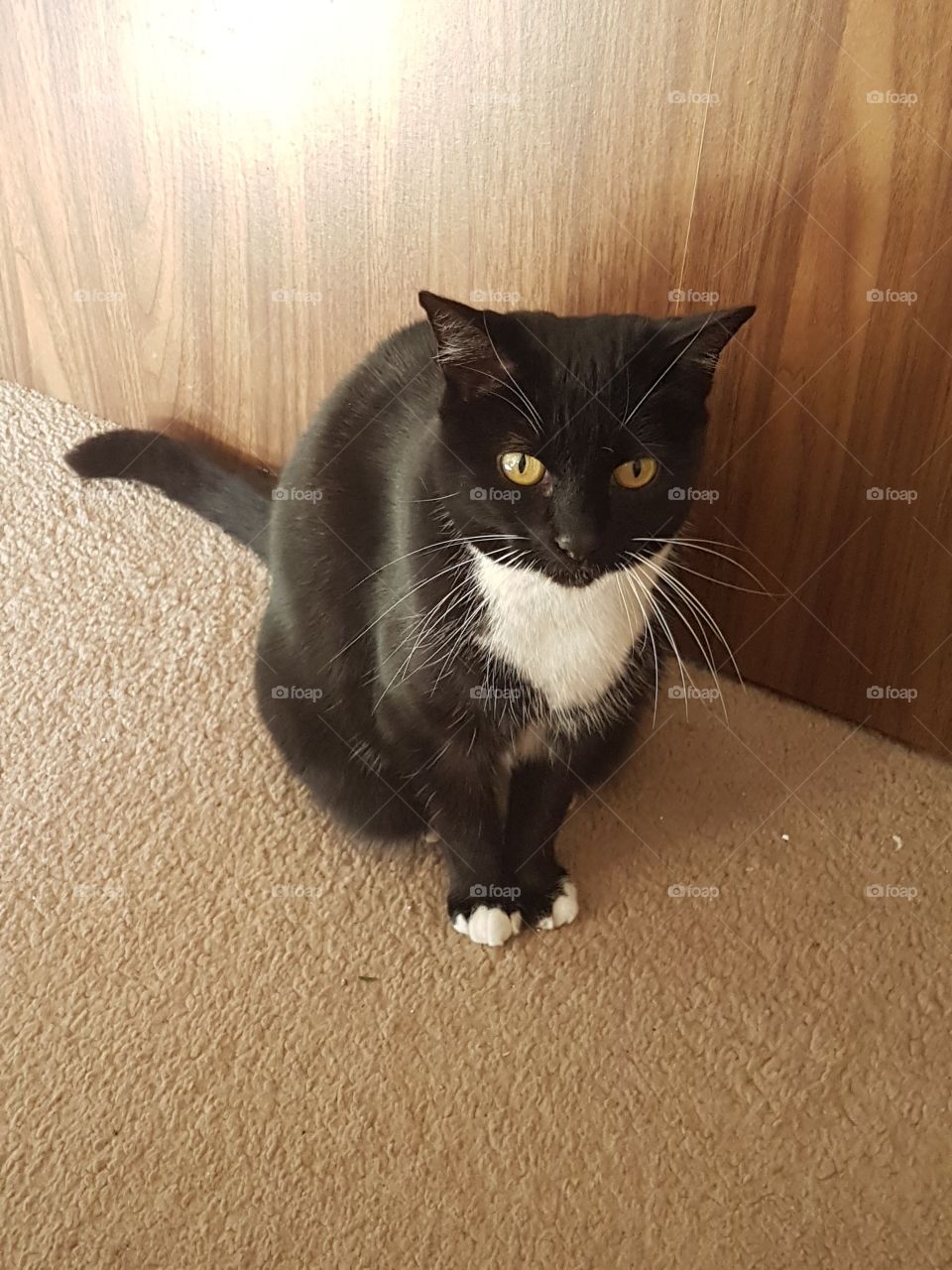 Good Kitty sits. Yellow eyes. Black and White cat.