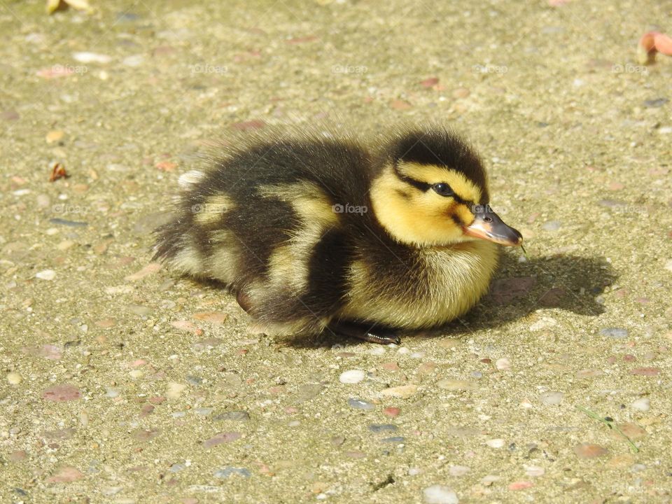 A cute duckling on the grass
